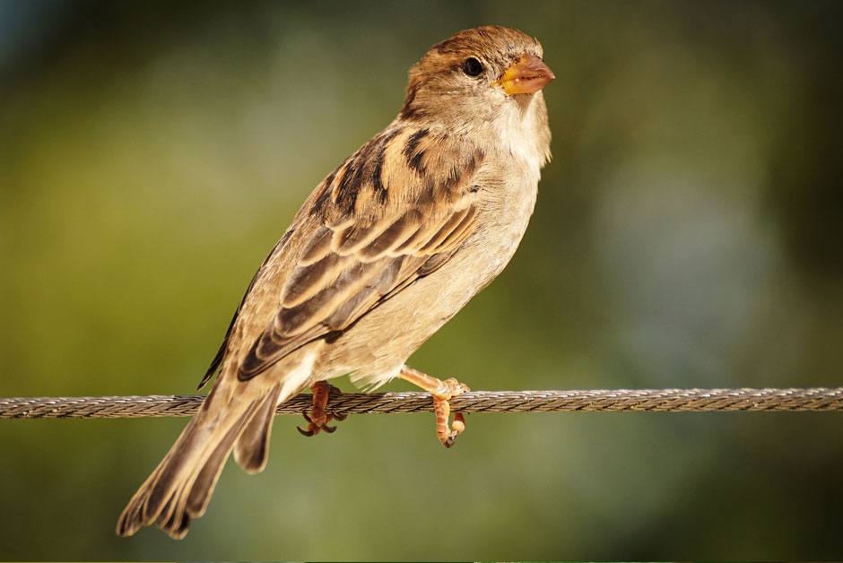 House Sparrows